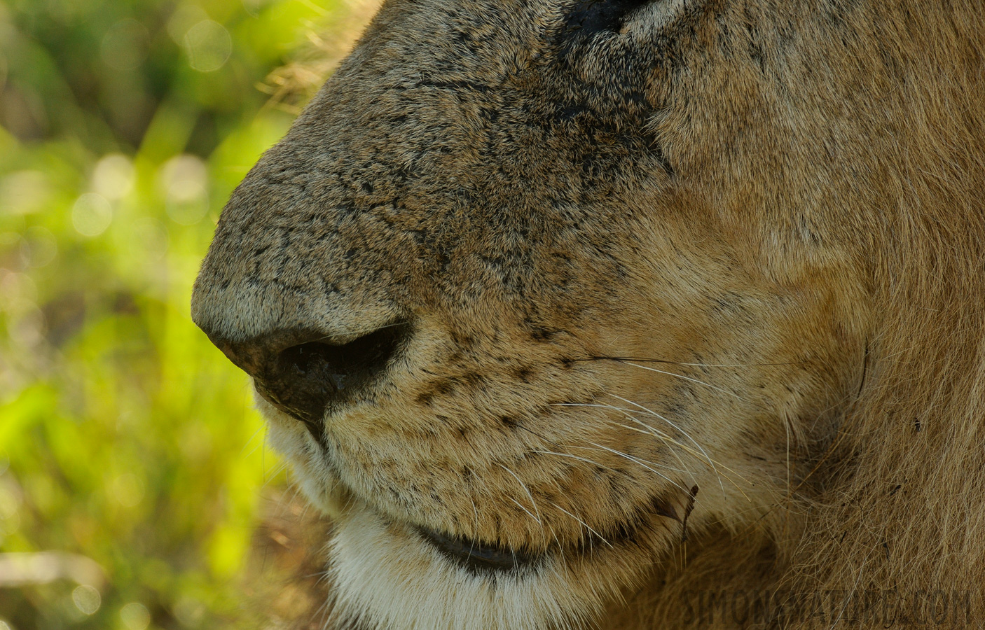 Panthera leo melanochaita [550 mm, 1/500 sec at f / 8.0, ISO 1000]
